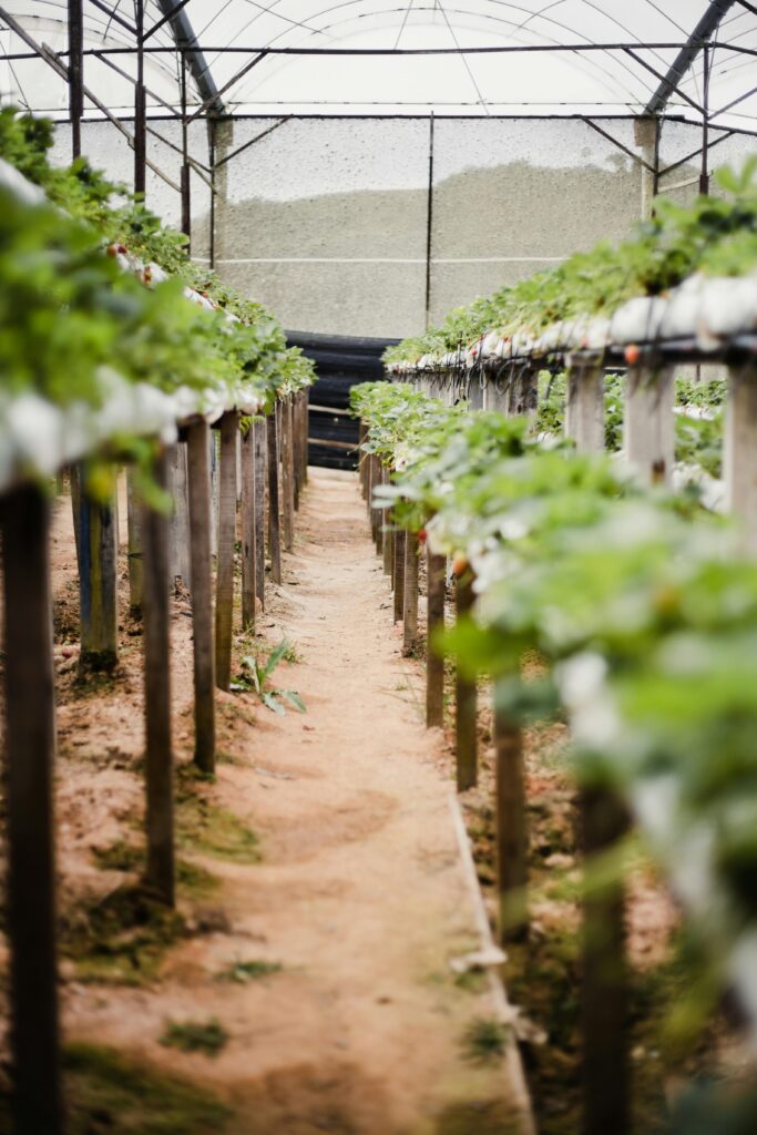 A lush, green perspective of thriving plants in a greenhouse showcasing vertical farming techniques.