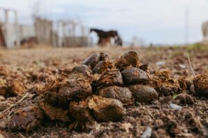 Detailed image of horse droppings in outdoor farmland with blurred background.