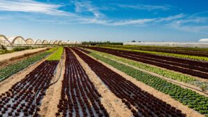 An expansive view of greenhouse crops growing in neat rows under clear blue skies.