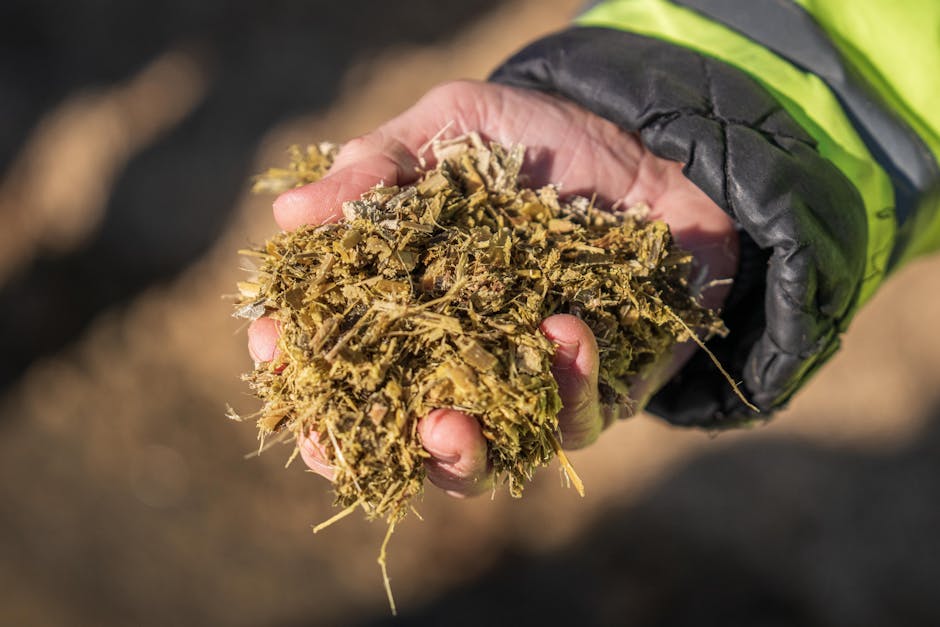 Hand holding a handful of organic silage for agricultural feeding, outdoor setting.