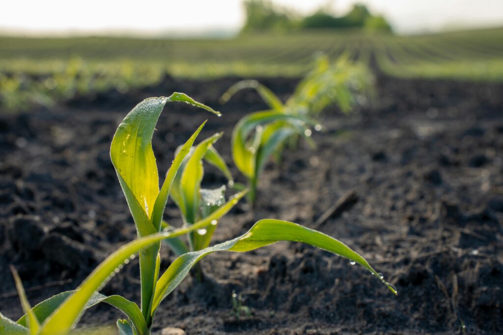 A close-up view of young corn plants in an outdoor field, Kellogg, Minnesota.