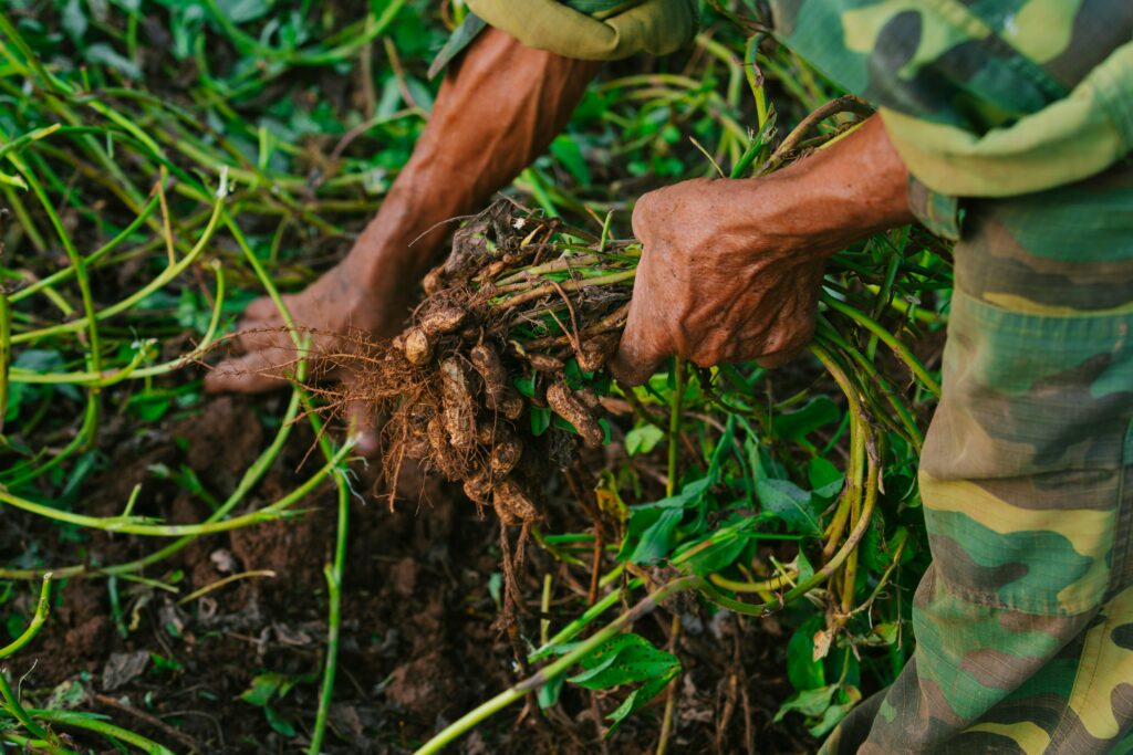 Close-up of hands picking freshly harvested peanuts, highlighting manual agriculture.