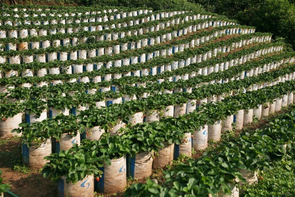 Lush rows of strawberry plants cultivated in sacks under bright daylight, ideal for agriculture themes.