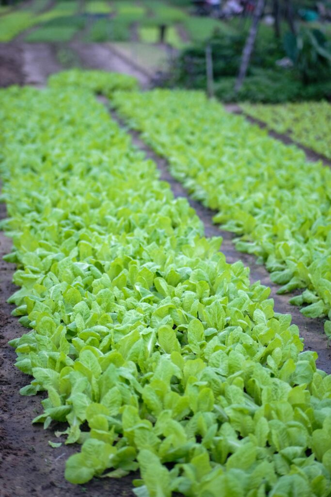 Lush green lettuce growing in neat rows in a farm field in Da Nang, Vietnam, showcasing sustainable agriculture.
