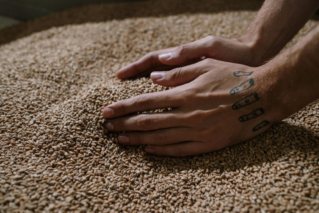 Close-up view of tattooed hands handling barley grains, highlighting craft brewing process.
