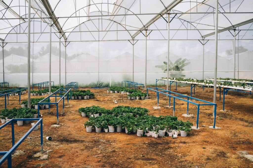 Spacious greenhouse showcasing rows of vibrant potted plants.