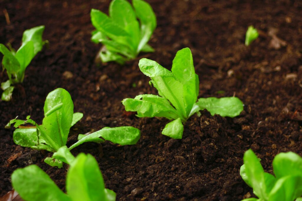 Close-up of organic lettuce seedlings growing in rich soil in a garden.